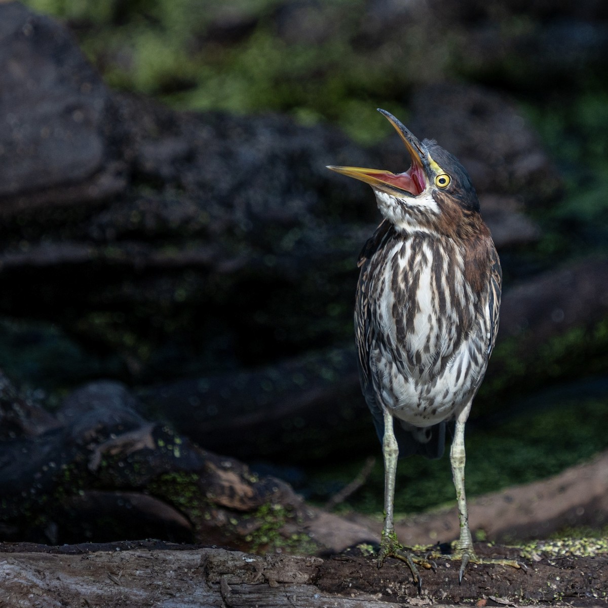 アメリカササゴイ - ML623687657