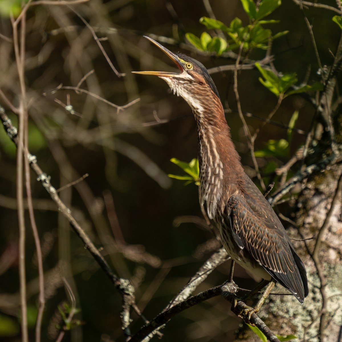 アメリカササゴイ - ML623687659