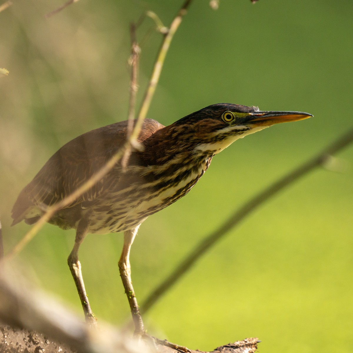 Green Heron - Steven Szablowski