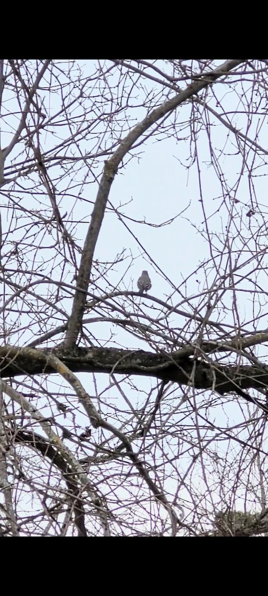 Townsend's Solitaire - ML623687663