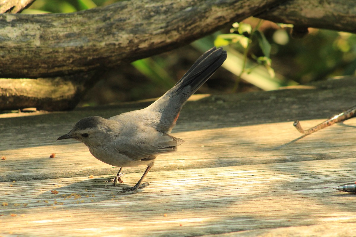 Gray Catbird - ML623687671