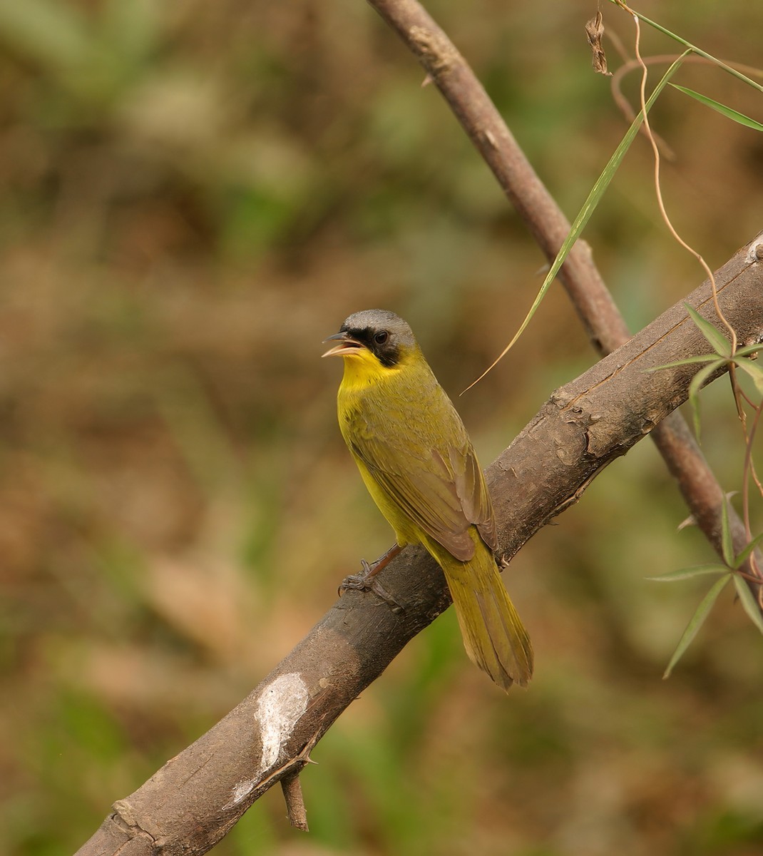 Southern Yellowthroat - ML623687679