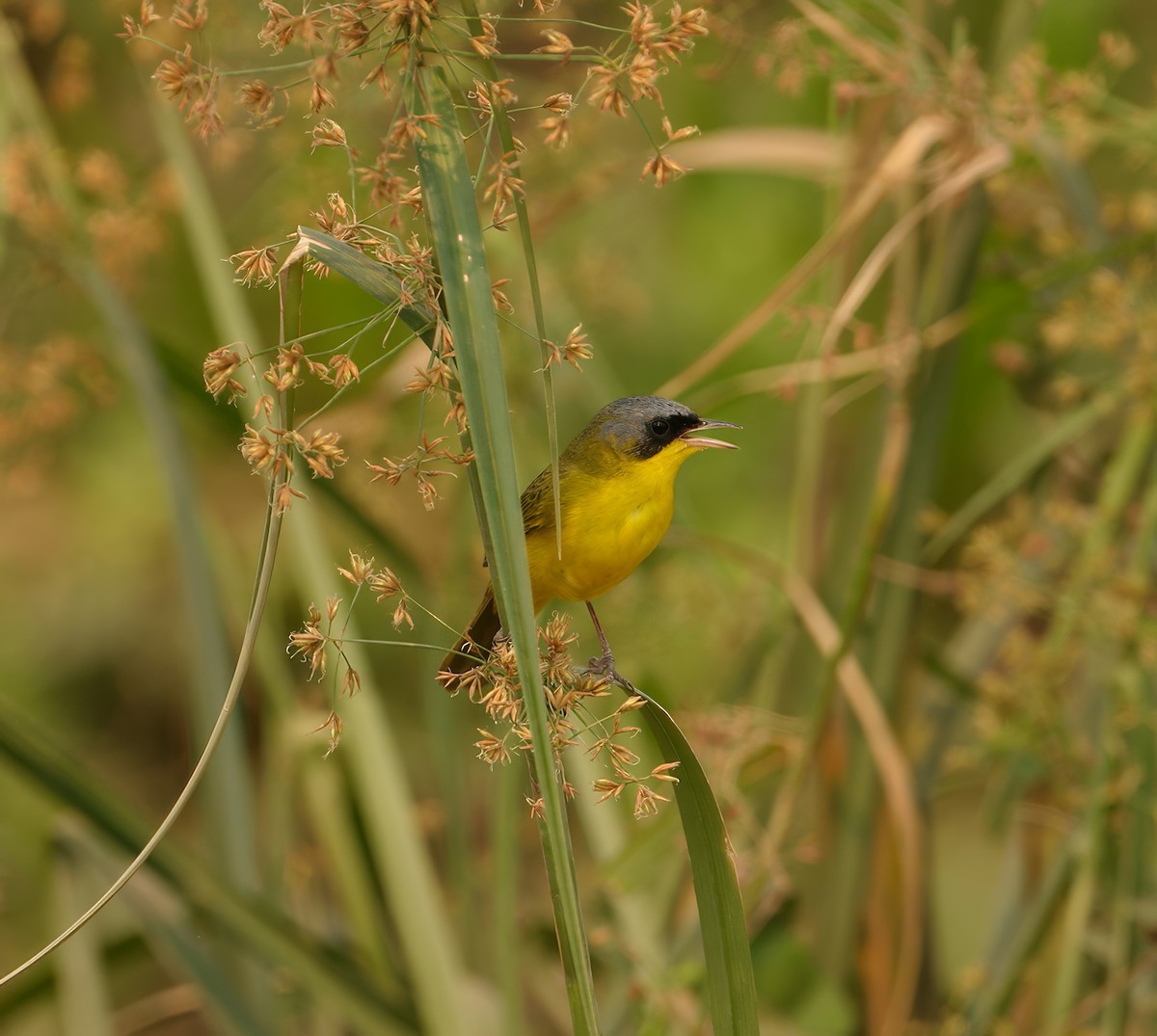 Southern Yellowthroat - ML623687680