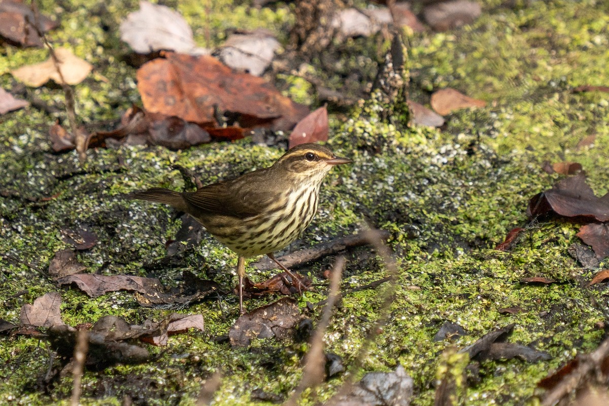 Northern Waterthrush - ML623687697