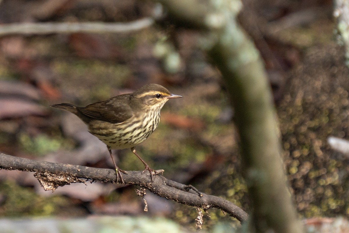 Northern Waterthrush - ML623687698