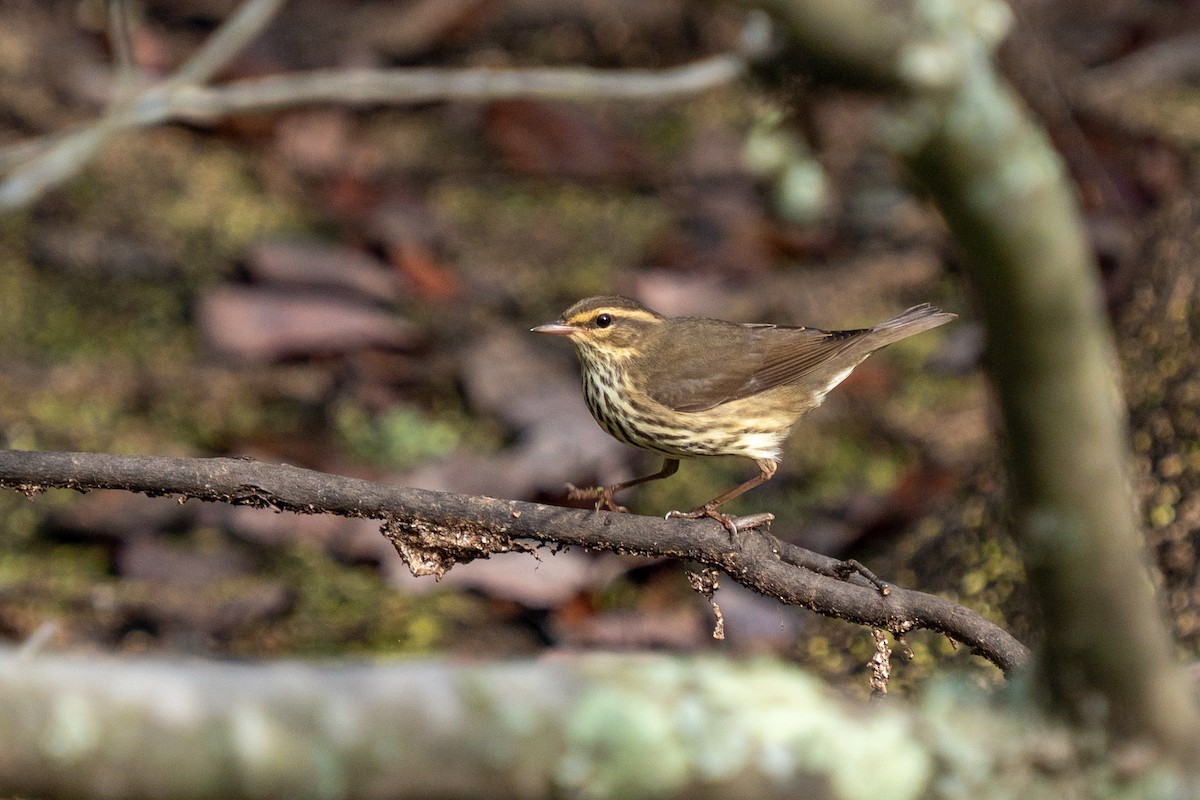 Northern Waterthrush - ML623687699