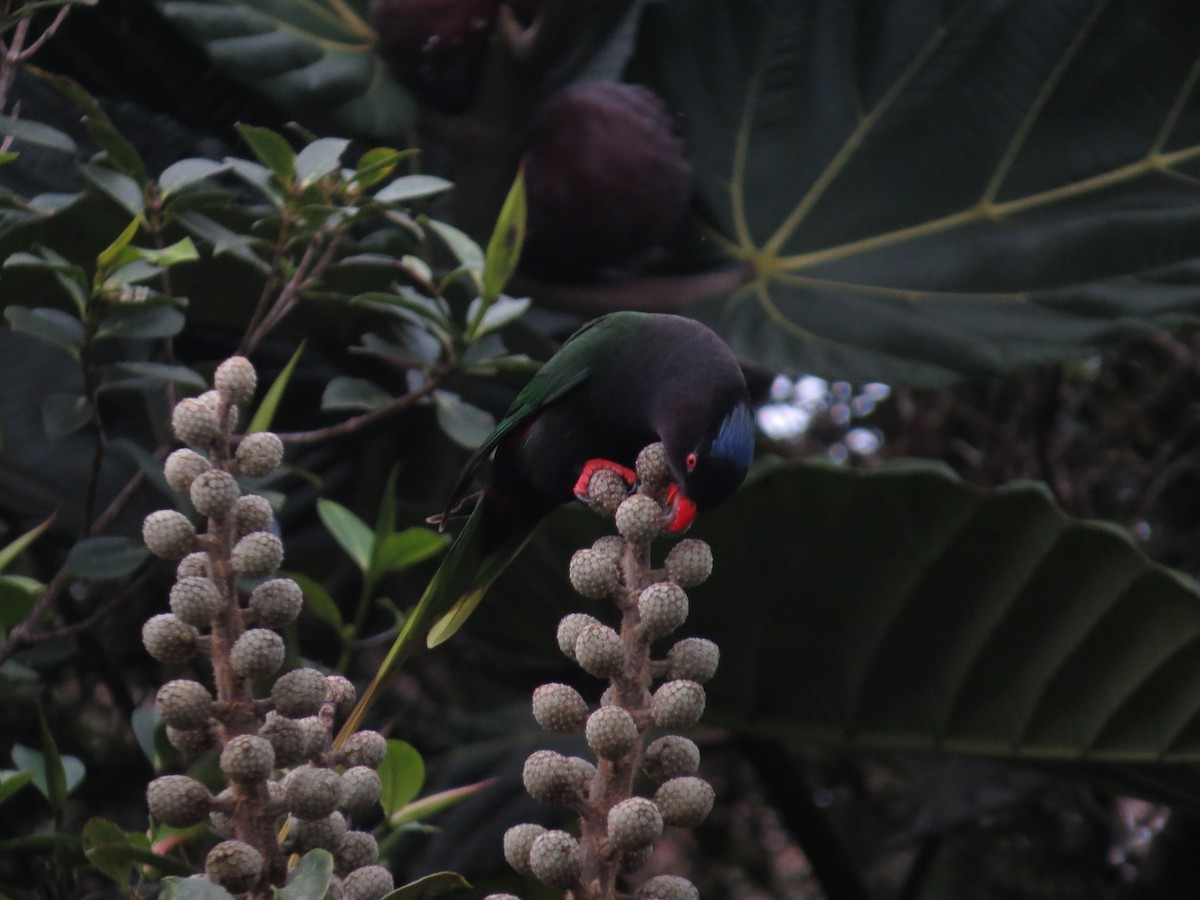 Stella's Lorikeet - ML623687711