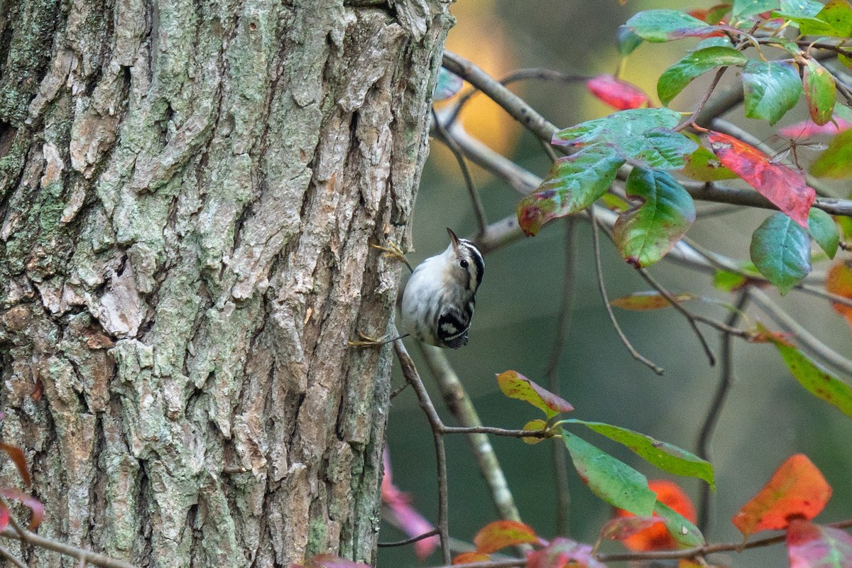 Black-and-white Warbler - ML623687721
