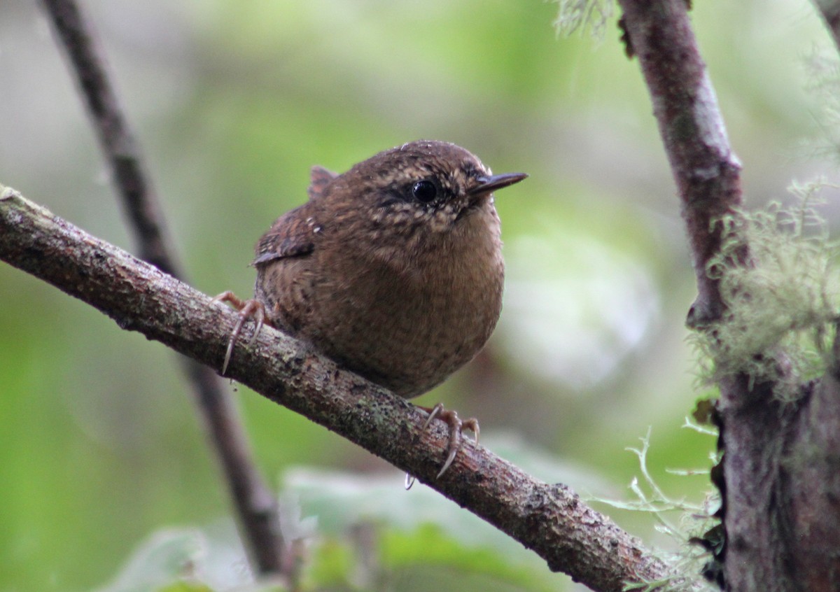 Pacific Wren - ML623687742