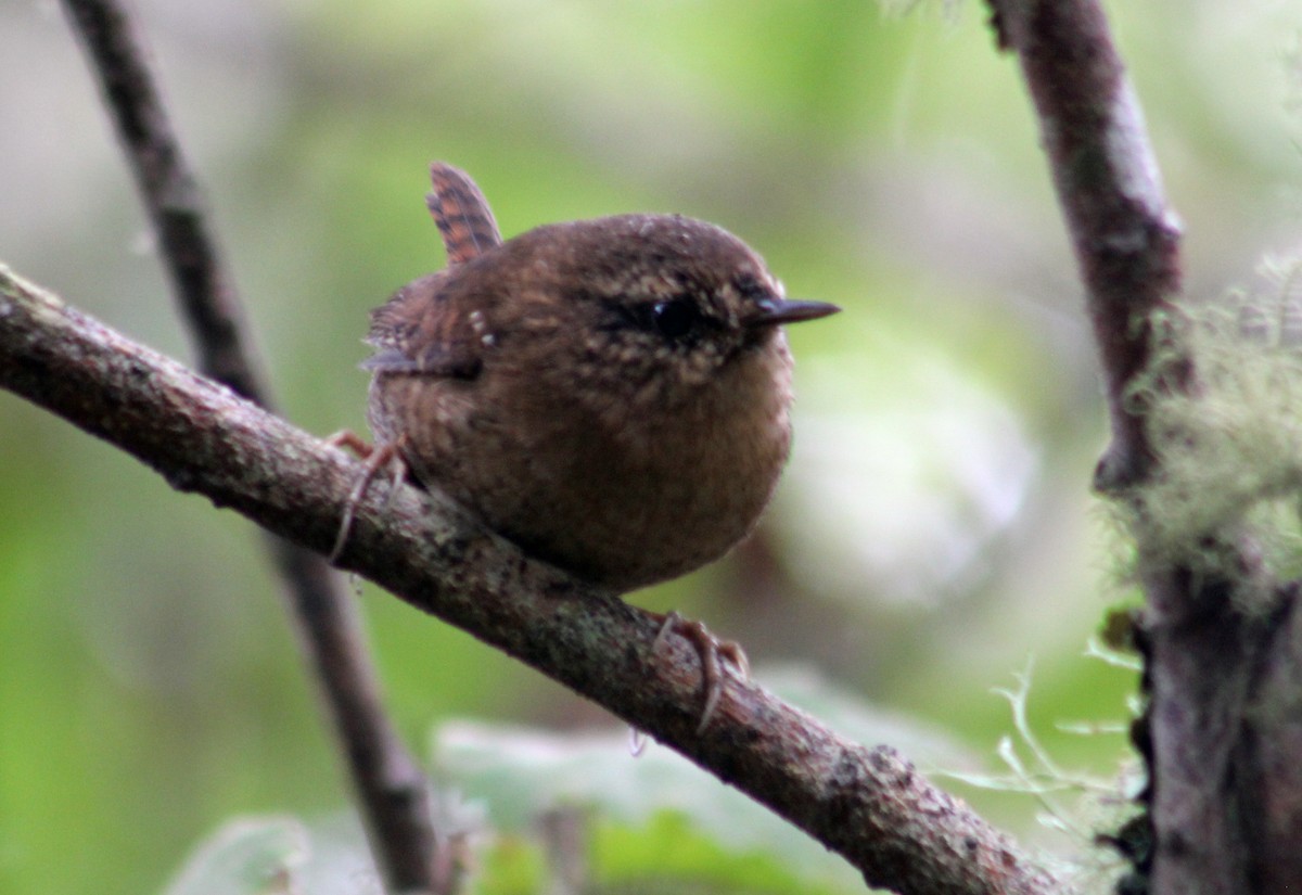 Pacific Wren - ML623687743