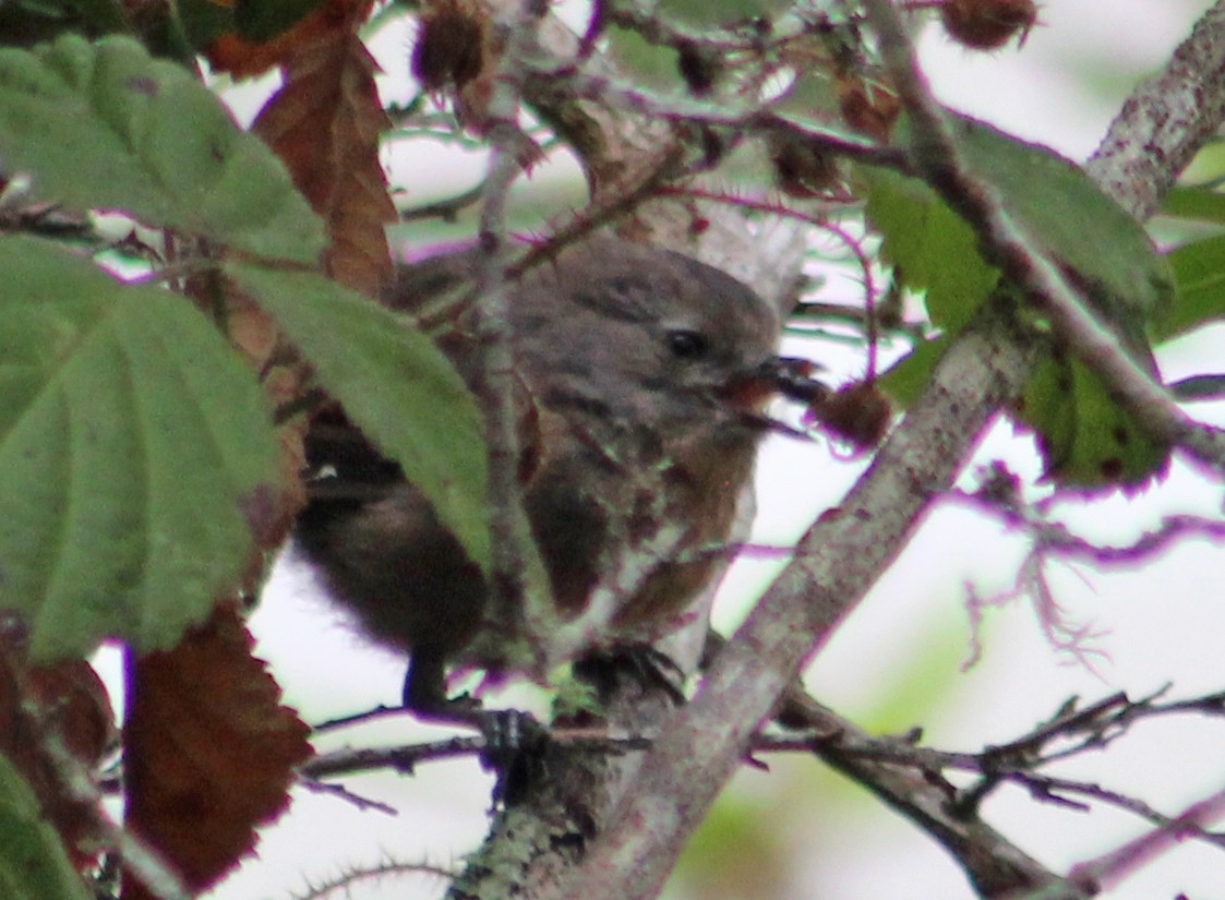 Wrentit - ML623687754