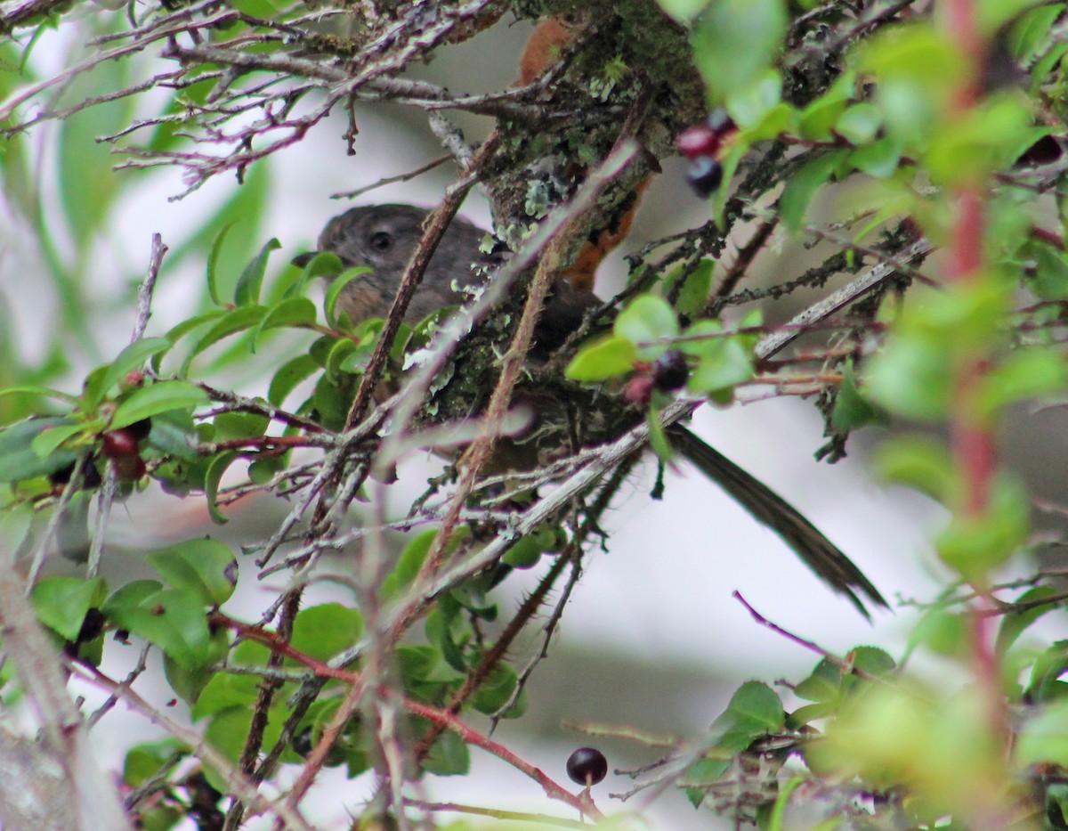 Wrentit - ML623687755