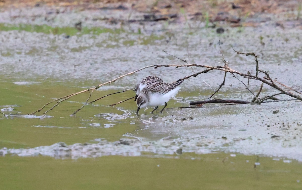 Sandstrandläufer - ML623687757