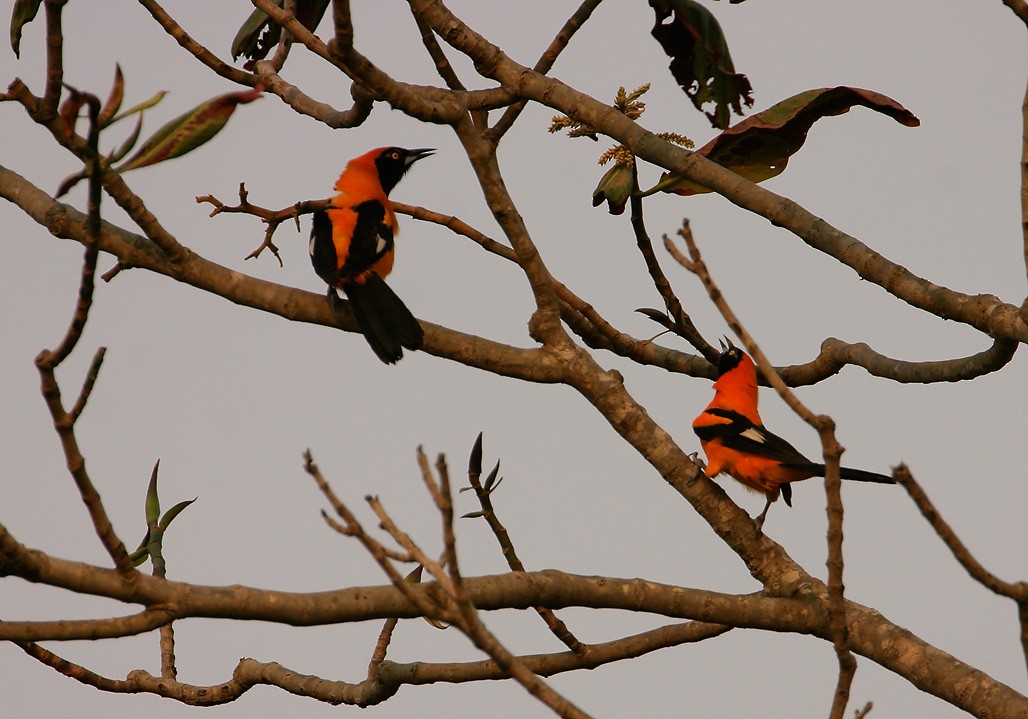 Orange-backed Troupial - ML623687770