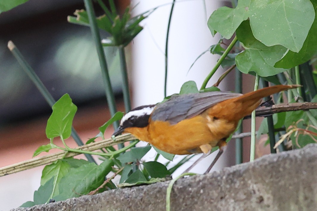 White-browed Robin-Chat - Carolyn Leifer