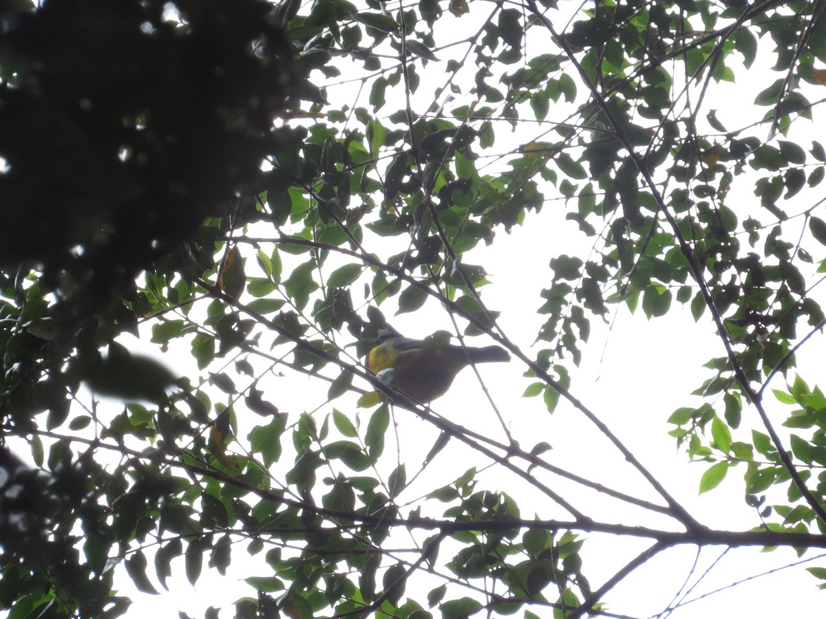 Black-breasted Boatbill - ML623687802