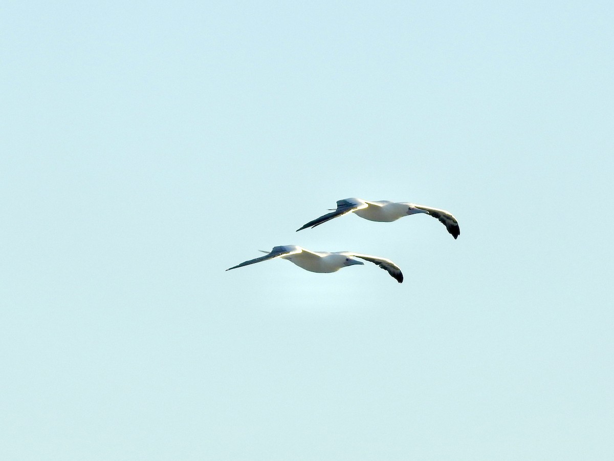 Red-footed Booby - ML623687803