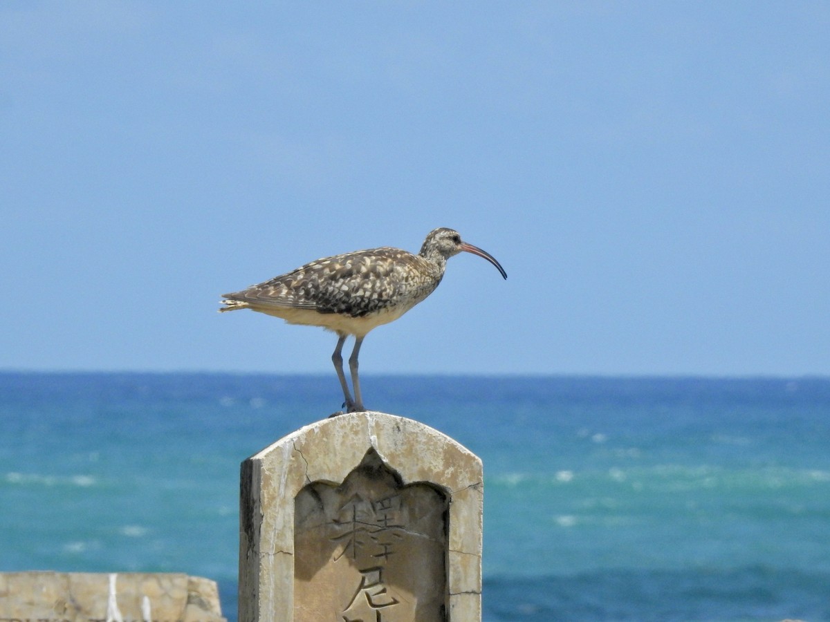 Bristle-thighed Curlew - Michael Young