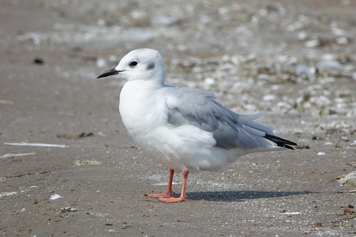 Bonaparte's Gull - mc coburn