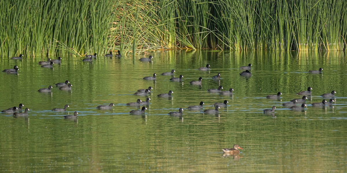 American Coot - ML623687857