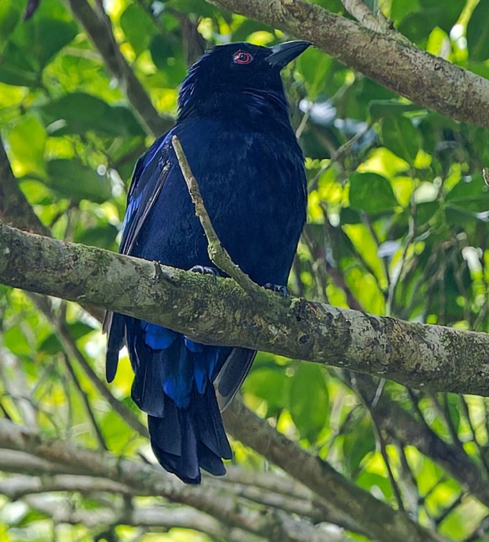 Philippine Fairy-bluebird - ML623687876