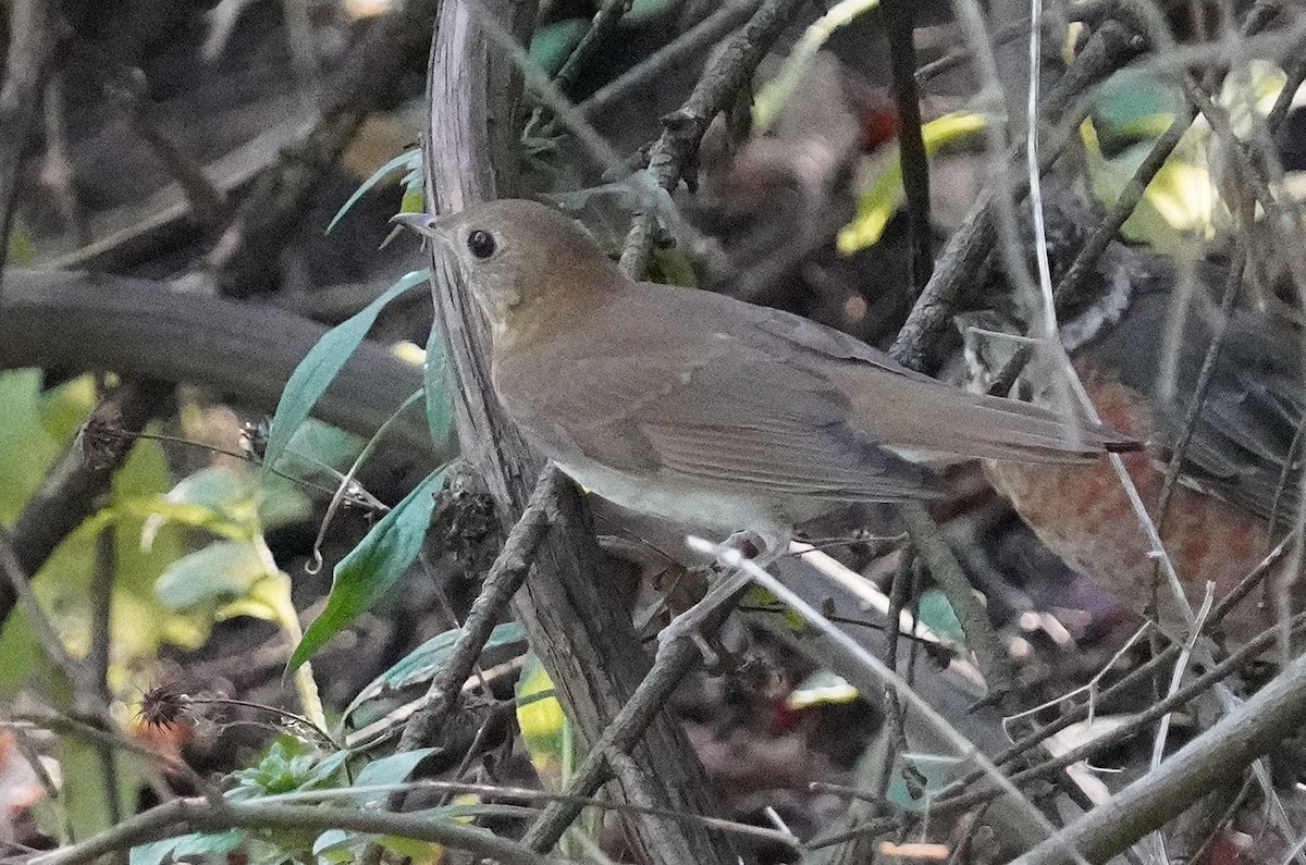 קיכלי אפור-לחי - ML623687887