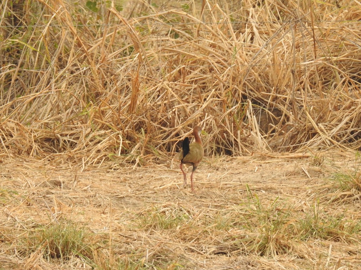 Giant Wood-Rail - ML623687895