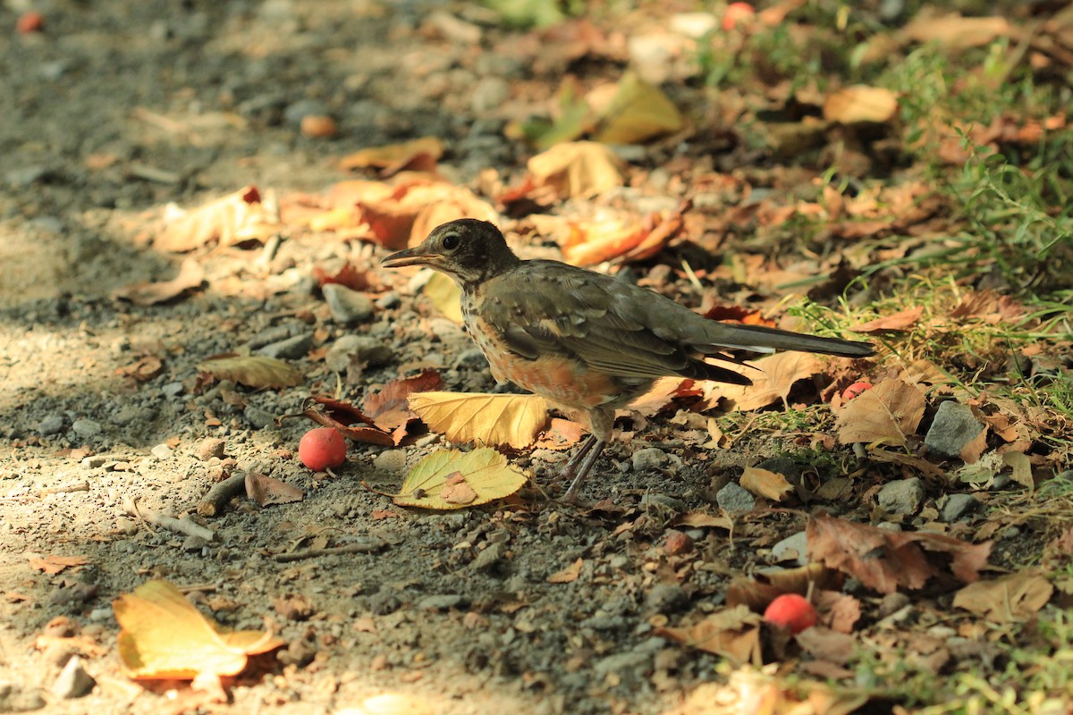 American Robin - ML623687902