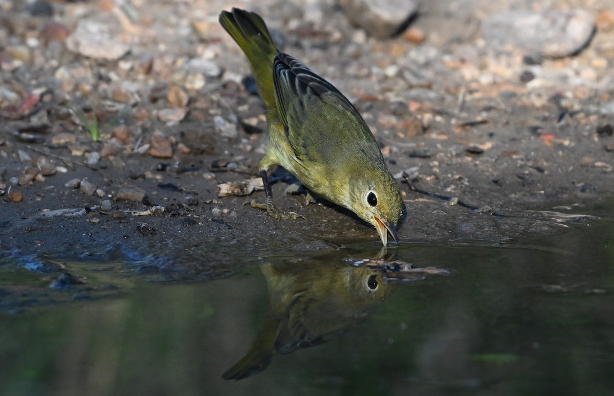 Yellow Warbler - Jim Bennight