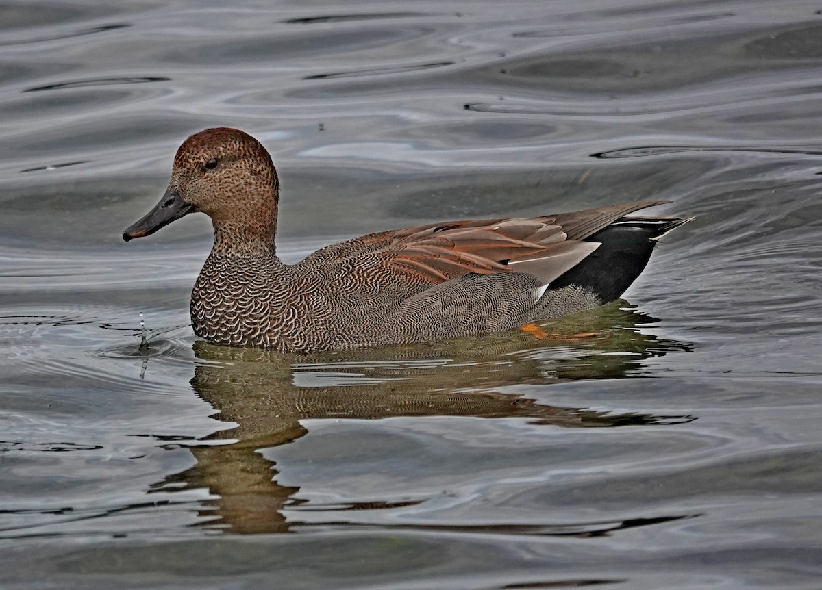 Gadwall - ML623688021