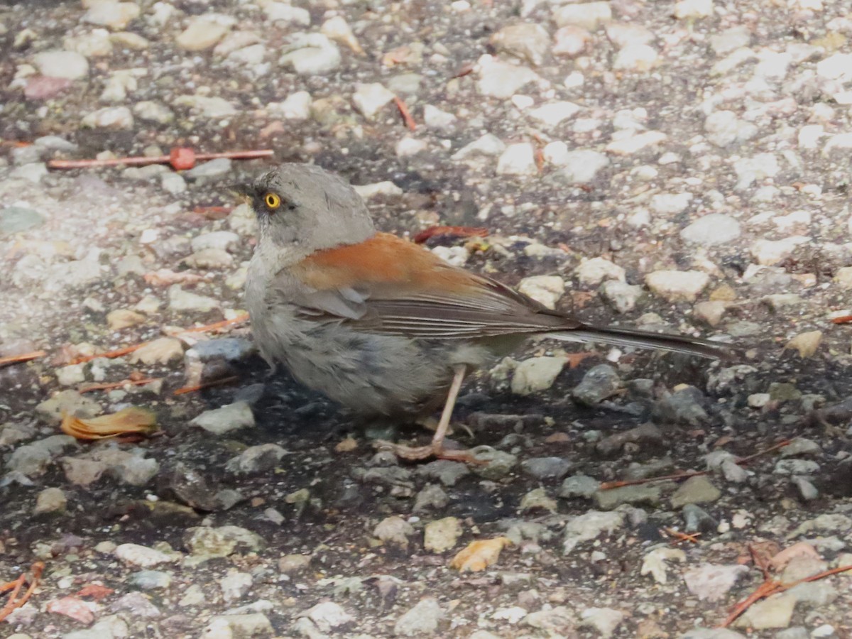 Yellow-eyed Junco - ML623688022