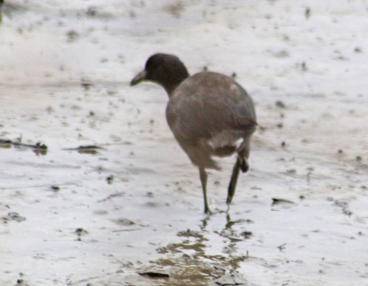 Virginia Rail - ML623688038