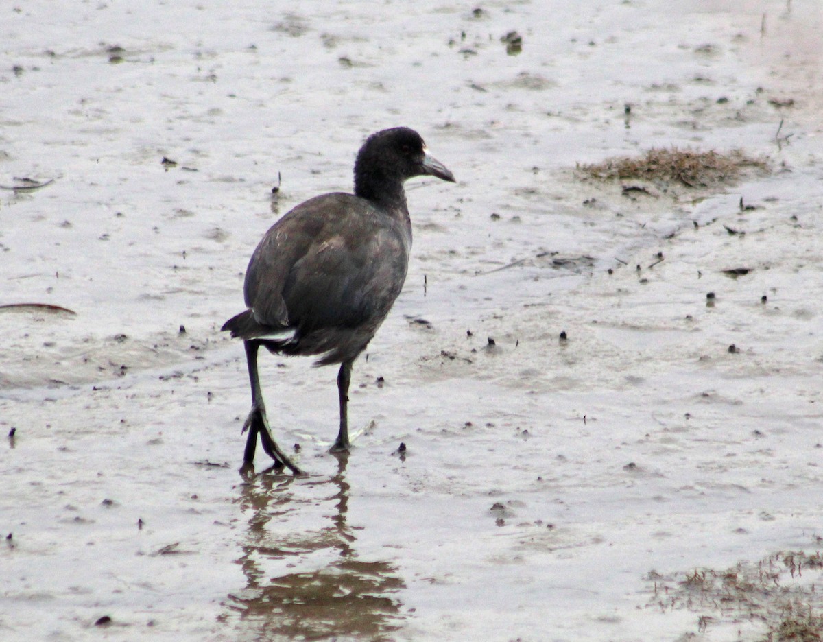 Virginia Rail - ML623688039