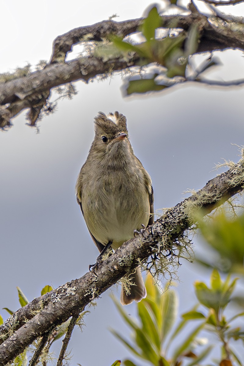 White-crested Elaenia - Jose Juan Pamplona