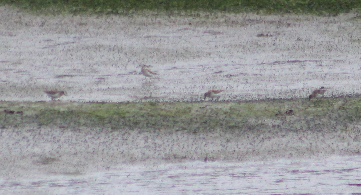 Least Sandpiper - ML623688042