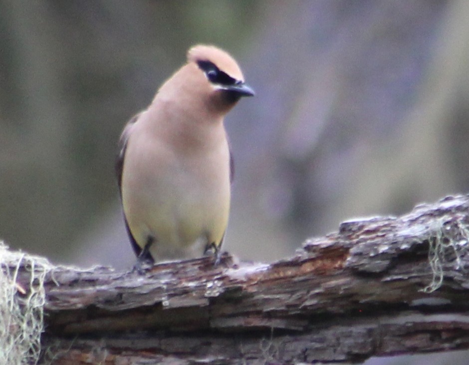 Cedar Waxwing - ML623688049