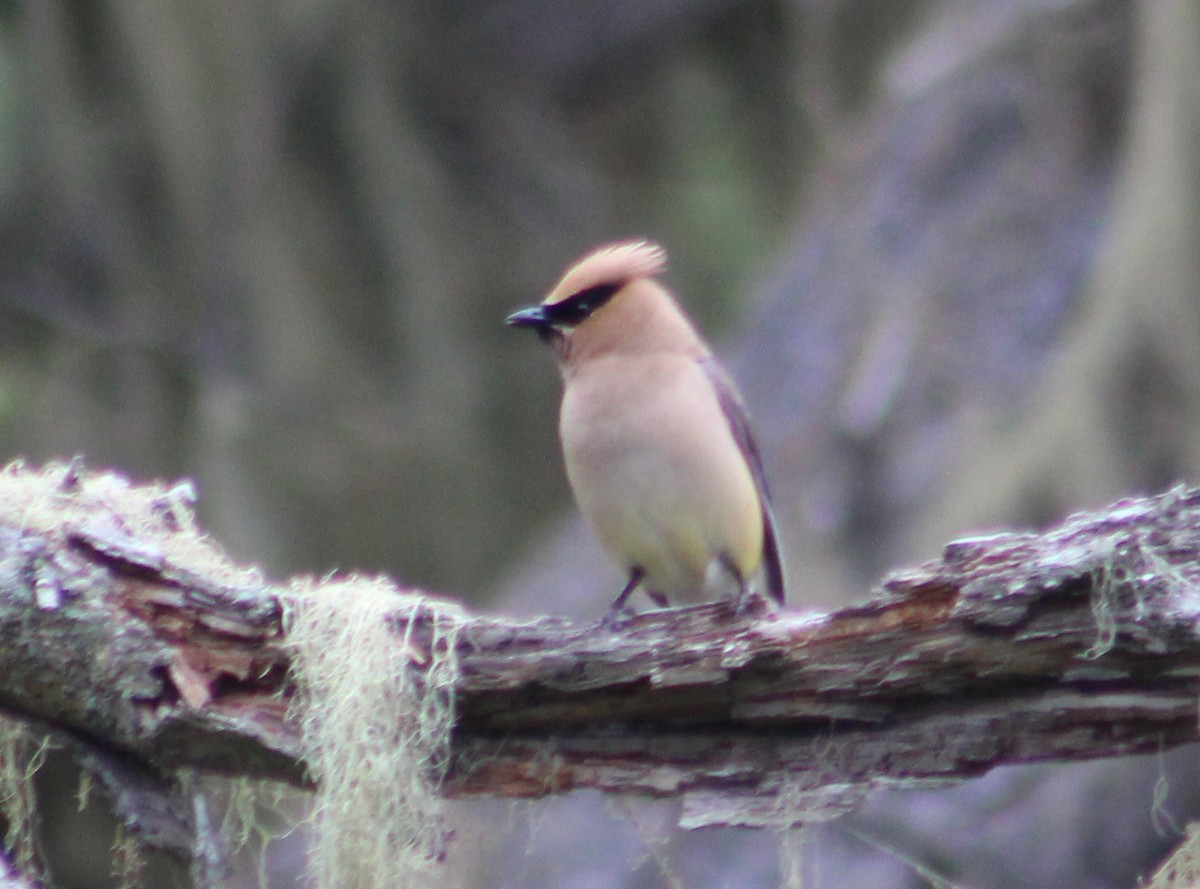 Cedar Waxwing - ML623688050