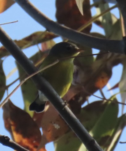 Magnolia Warbler - ML623688057