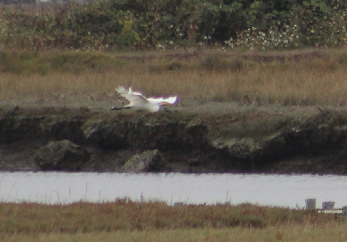 Great Egret - ML623688059