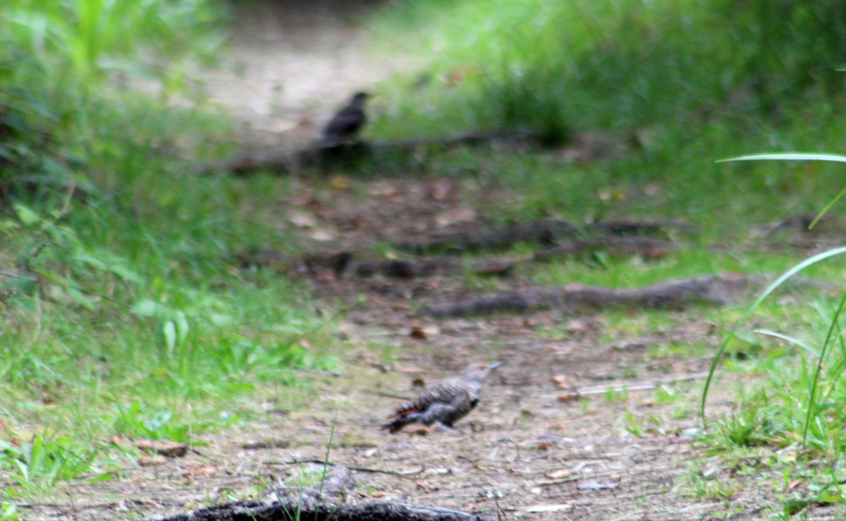 Northern Flicker (Red-shafted) - ML623688063