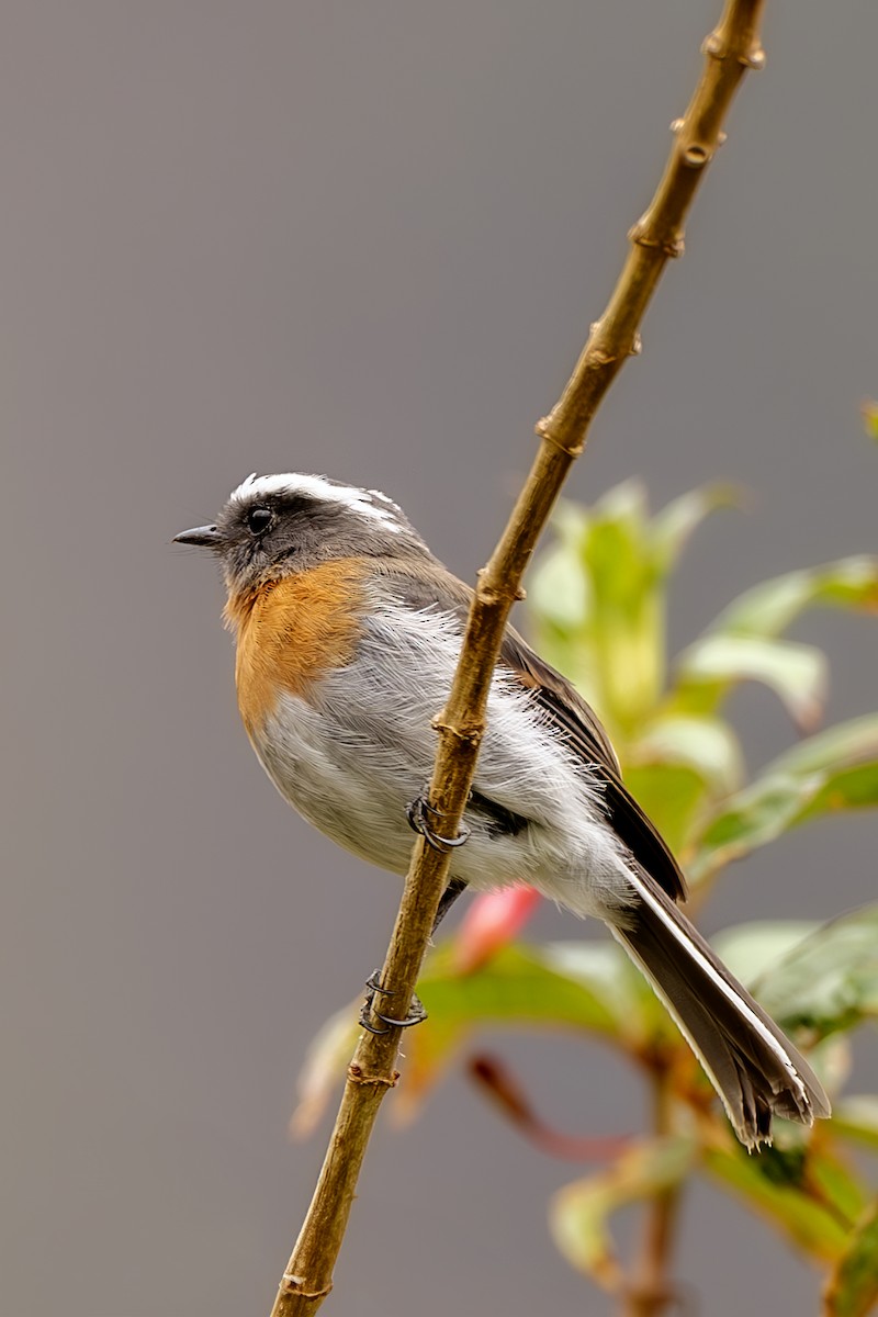 Rufous-breasted Chat-Tyrant - Jose Juan Pamplona