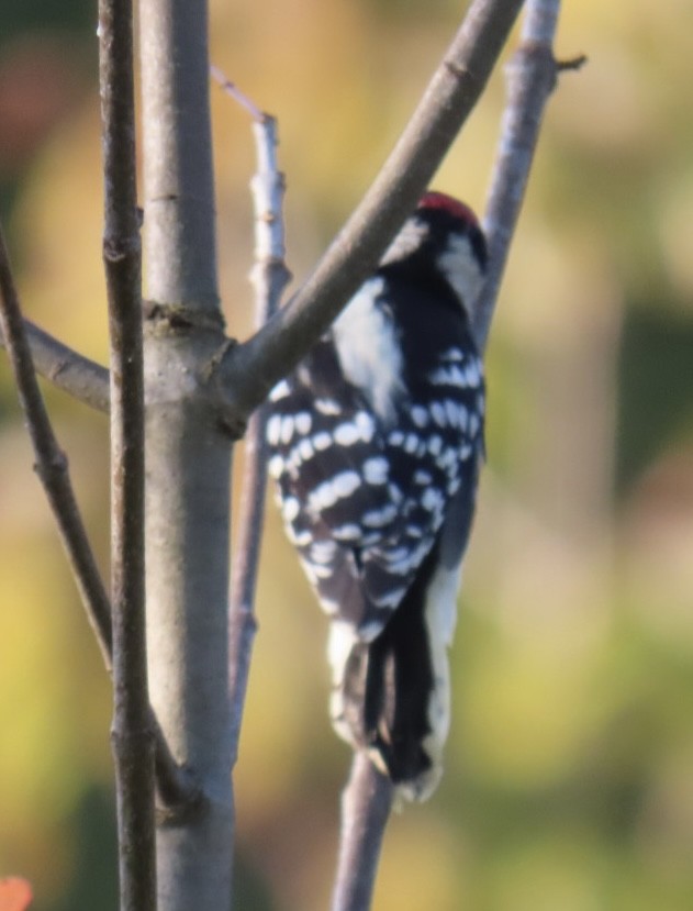 Downy Woodpecker - ML623688094