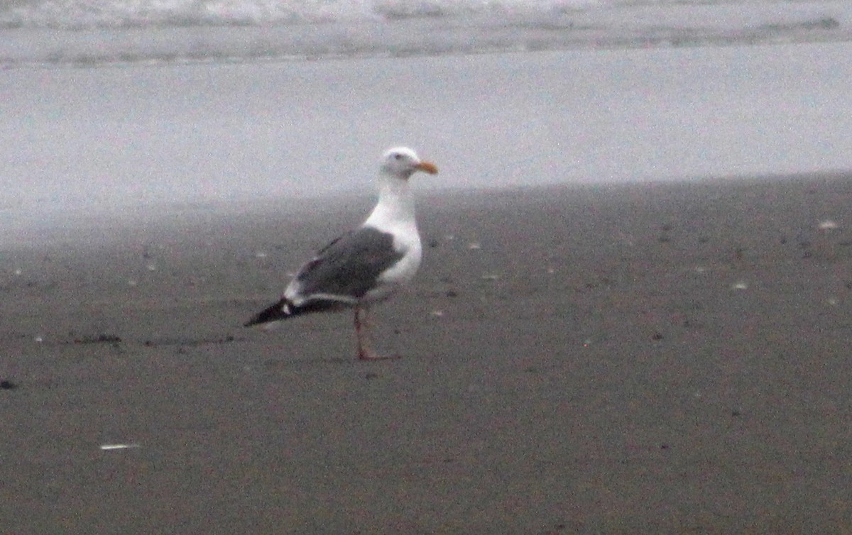 Western Gull - ML623688103
