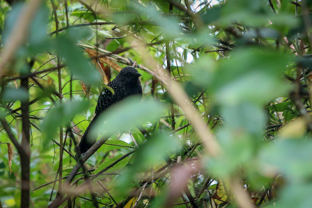 Large-tailed Antshrike - ML623688109