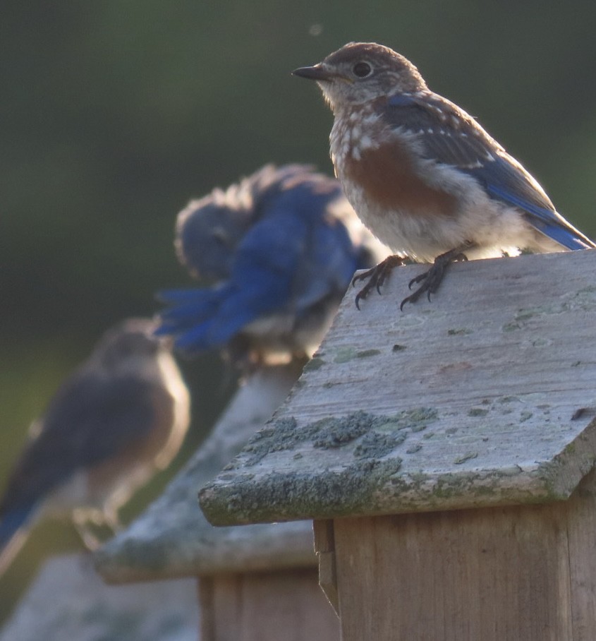 Eastern Bluebird - ML623688141