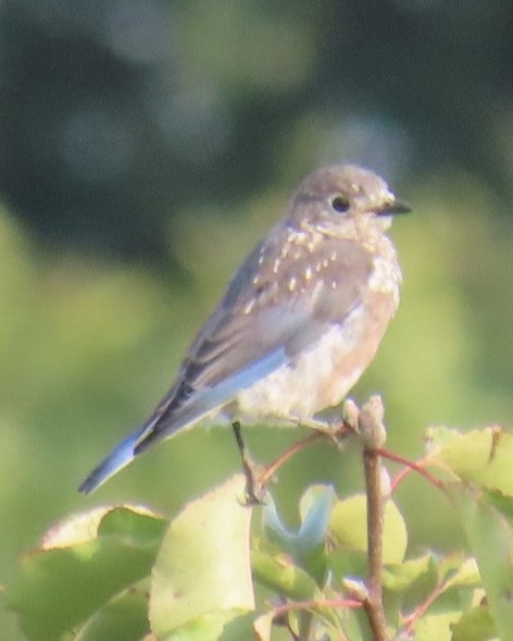 Eastern Bluebird - ML623688142