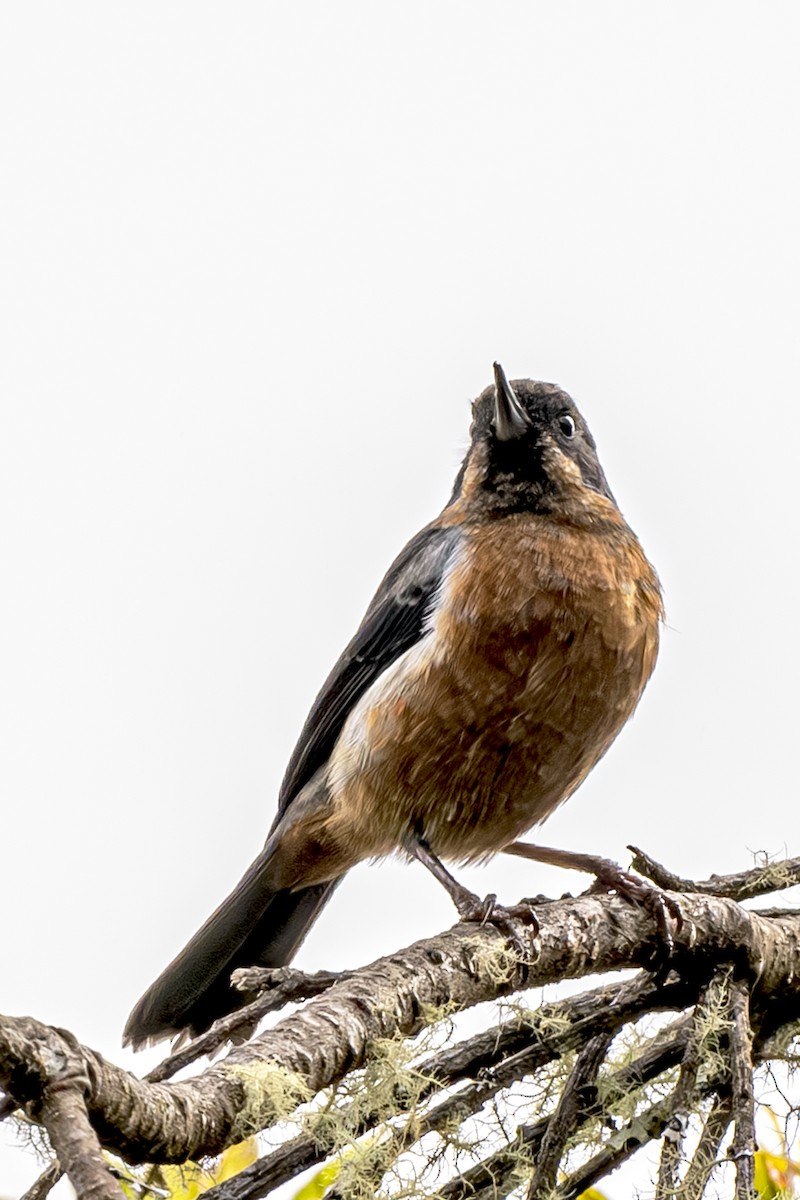 Black-throated Flowerpiercer - Jose Juan Pamplona