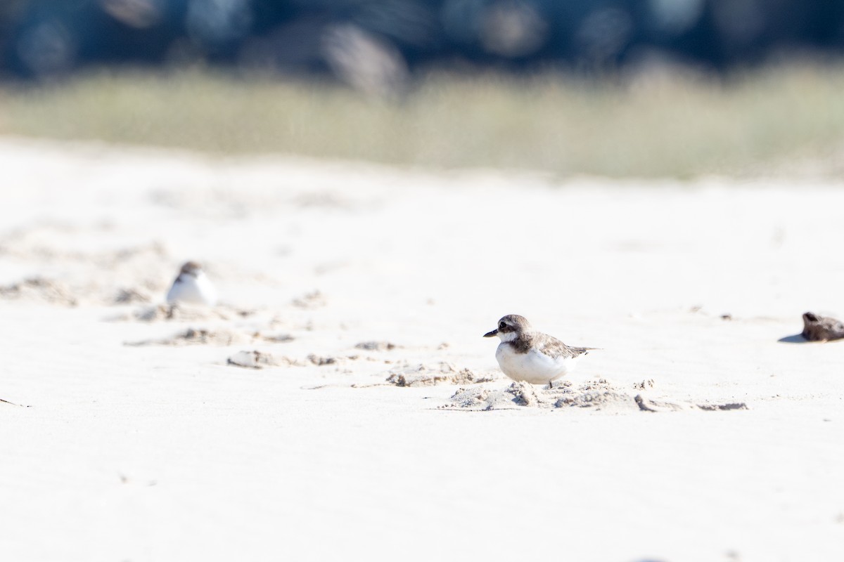 Greater Sand-Plover - ML623688180