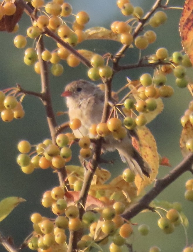 Field Sparrow - ML623688189