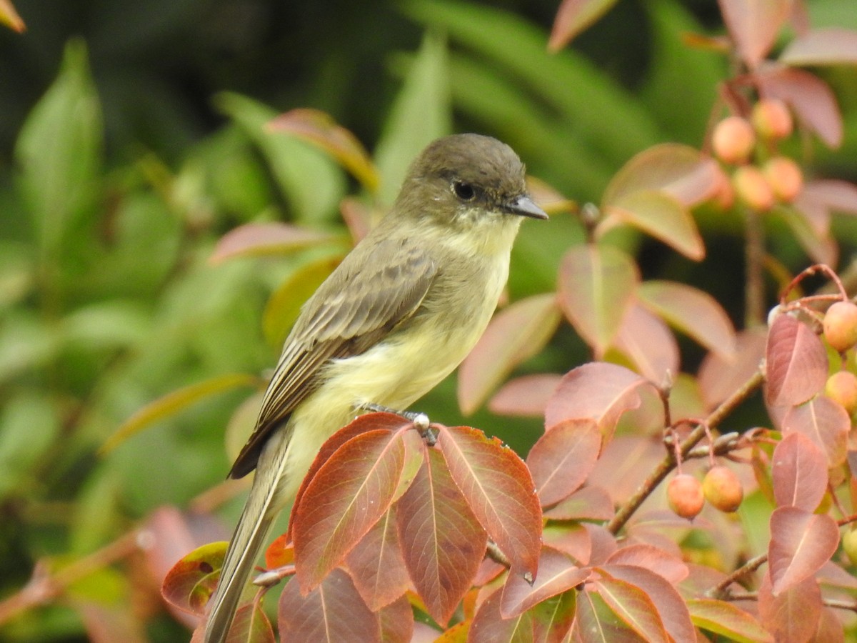 Eastern Phoebe - ML623688203